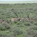 7E Etosha  NP _DSC00649