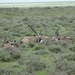 7E Etosha  NP _DSC00649