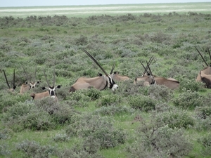 7E Etosha  NP _DSC00649