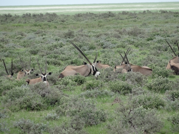 7E Etosha  NP _DSC00649