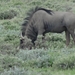 7E Etosha  NP _DSC00650