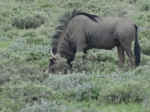 7E Etosha  NP _DSC00650