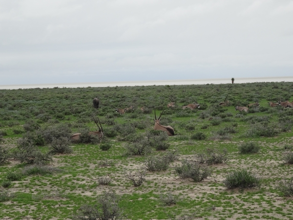 7E Etosha  NP _DSC00651