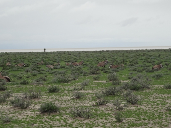 7E Etosha  NP _DSC00652