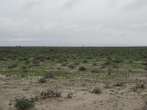 7E Etosha  NP _DSC00654