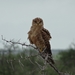 7E Etosha  NP _DSC00659