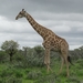 7E Etosha  NP _DSC00665