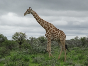 7E Etosha  NP _DSC00665