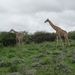 7E Etosha  NP _DSC00667