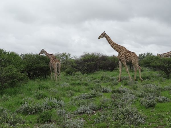 7E Etosha  NP _DSC00667