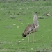 7E Etosha  NP _DSC00673