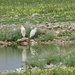 7E Etosha  NP _DSC00675