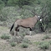 7E Etosha  NP _DSC00679