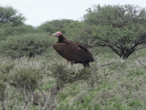 7E Etosha  NP _DSC00682