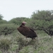 7E Etosha  NP _DSC00683