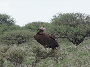 7E Etosha  NP _DSC00683