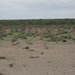 7E Etosha  NP _DSC00685