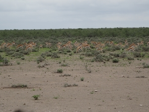 7E Etosha  NP _DSC00685