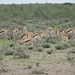 7E Etosha  NP _DSC00686