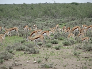 7E Etosha  NP _DSC00686