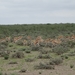 7E Etosha  NP _DSC00689