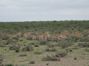 7E Etosha  NP _DSC00689