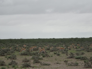 7E Etosha  NP _DSC00690