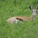 7E Etosha  NP _DSC00697