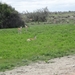 7E Etosha  NP _DSC00698