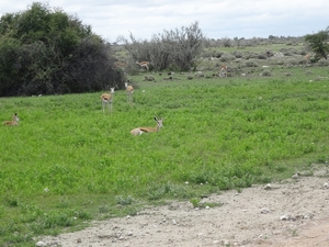 7E Etosha  NP _DSC00698