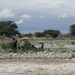 7E Etosha  NP _DSC00700