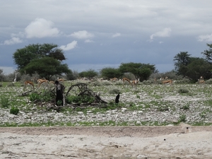 7E Etosha  NP _DSC00700