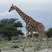 7E Etosha  NP _DSC00705