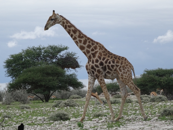 7E Etosha  NP _DSC00705