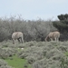 7E Etosha  NP _DSC00707