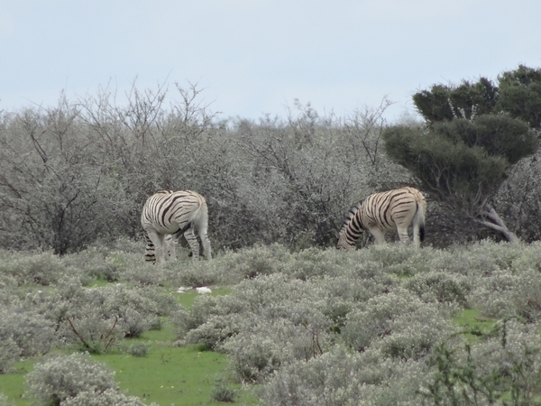 7E Etosha  NP _DSC00707