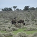 7E Etosha  NP _DSC00708