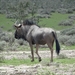 7E Etosha  NP _DSC00709