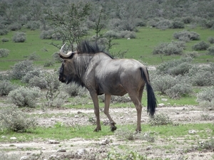 7E Etosha  NP _DSC00709