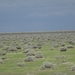 7E Etosha  NP _DSC00710