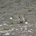 7E Etosha  NP _DSC00713