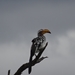 7E Etosha  NP _DSC00719