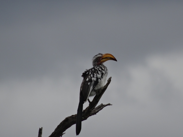 7E Etosha  NP _DSC00719