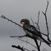 7E Etosha  NP _DSC00721