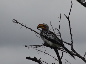 7E Etosha  NP _DSC00721