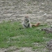 7E Etosha  NP _DSC00722