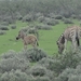 7E Etosha  NP _DSC00727