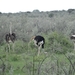 7E Etosha  NP _DSC00730