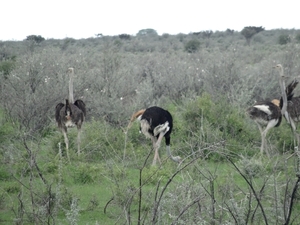 7E Etosha  NP _DSC00730