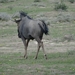 7E Etosha  NP _DSC00735